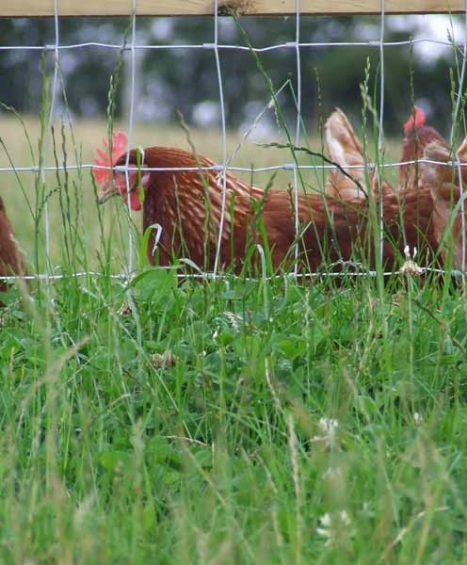 Chicken Netting