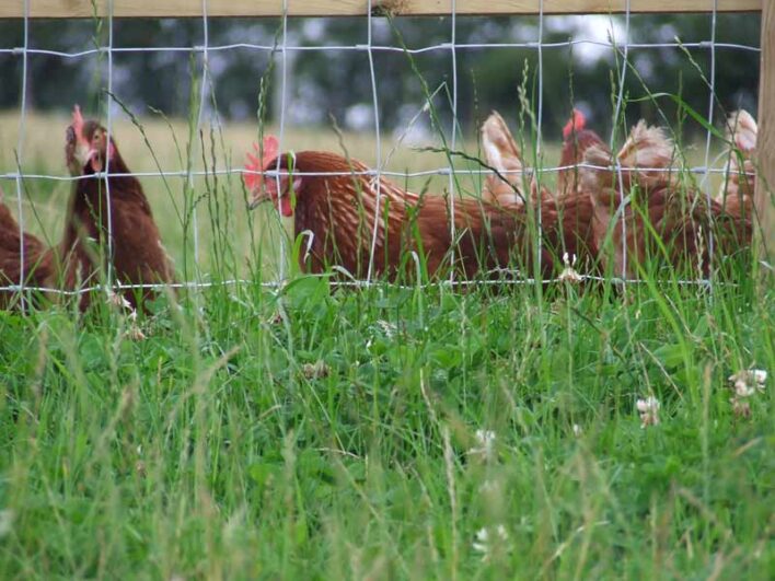 Chicken Netting