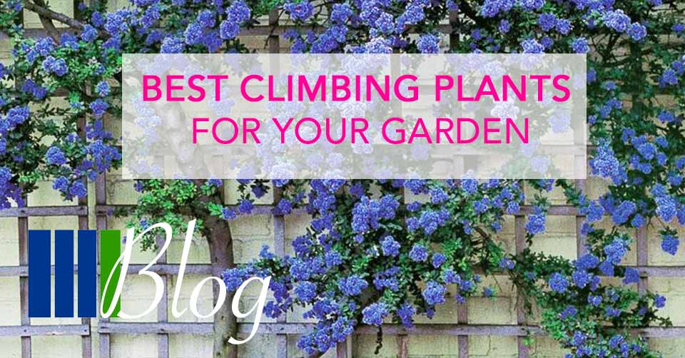 Best Climbing Plants for your Garden