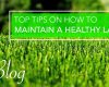 Top Tips To Maintain A Healthy Lawn