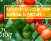 Growing Your Own Edible Garden
