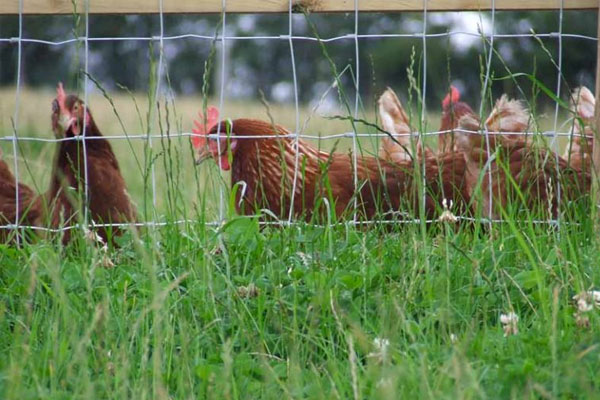 Agricultural Fencing in Ashford Kent