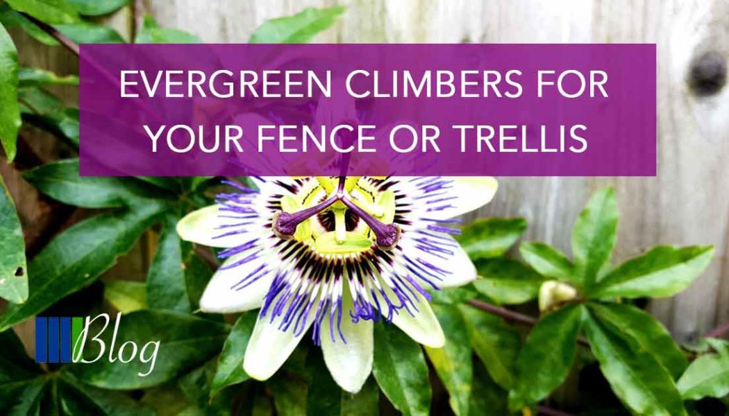 Evergreen Climbers For Your Fence or Trellis Four Seasons Fencing