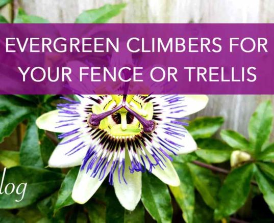Evergreen Climbers For Your Fence or Trellis