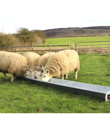 Floor Feeding Sheep Trough