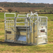 Longhorn Cattle Crush