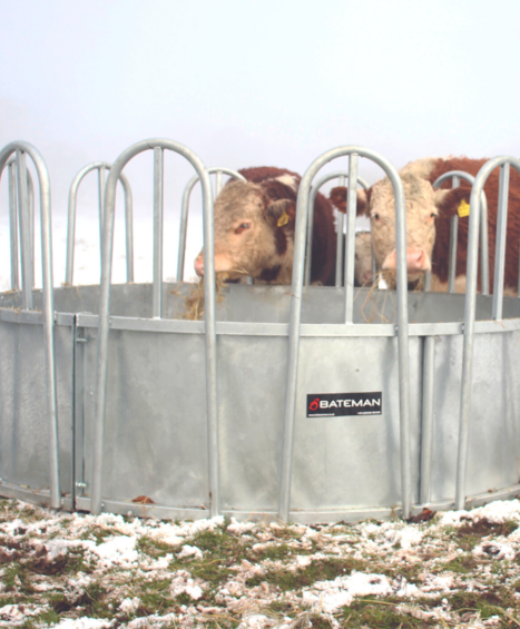 Tombstone Cattle Ring