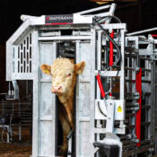 Hydraulic Cattle Crush