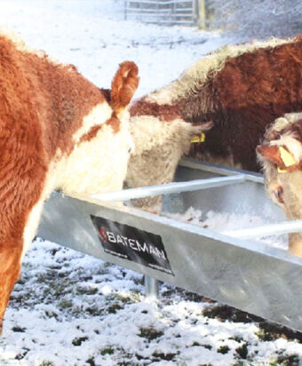 Cattle Feeding