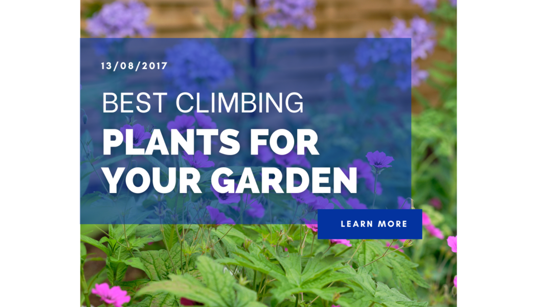 Best Climbing Plants For Your Garden