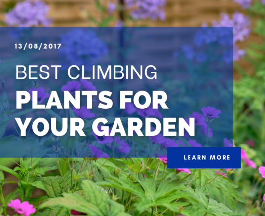 Best Climbing Plants For Your Garden