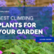 Best Climbing Plants For Your Garden