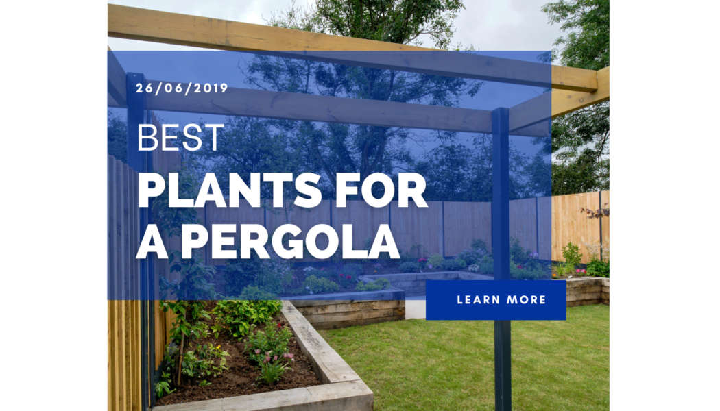 Best Plants For A Pergola