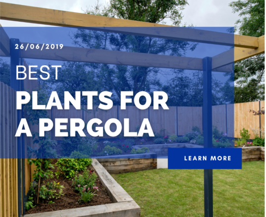 Best Plants For A Pergola