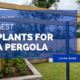 Best Plants For A Pergola