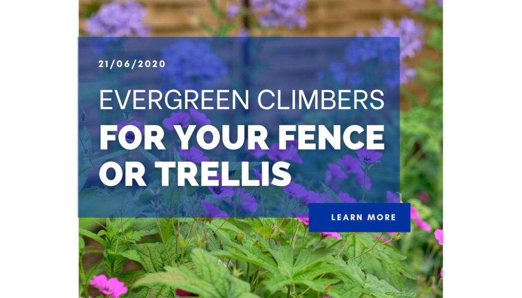 Evergreen Climbers For Your Fence or Trellis