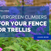 Evergreen Climbers For Your Fence or Trellis