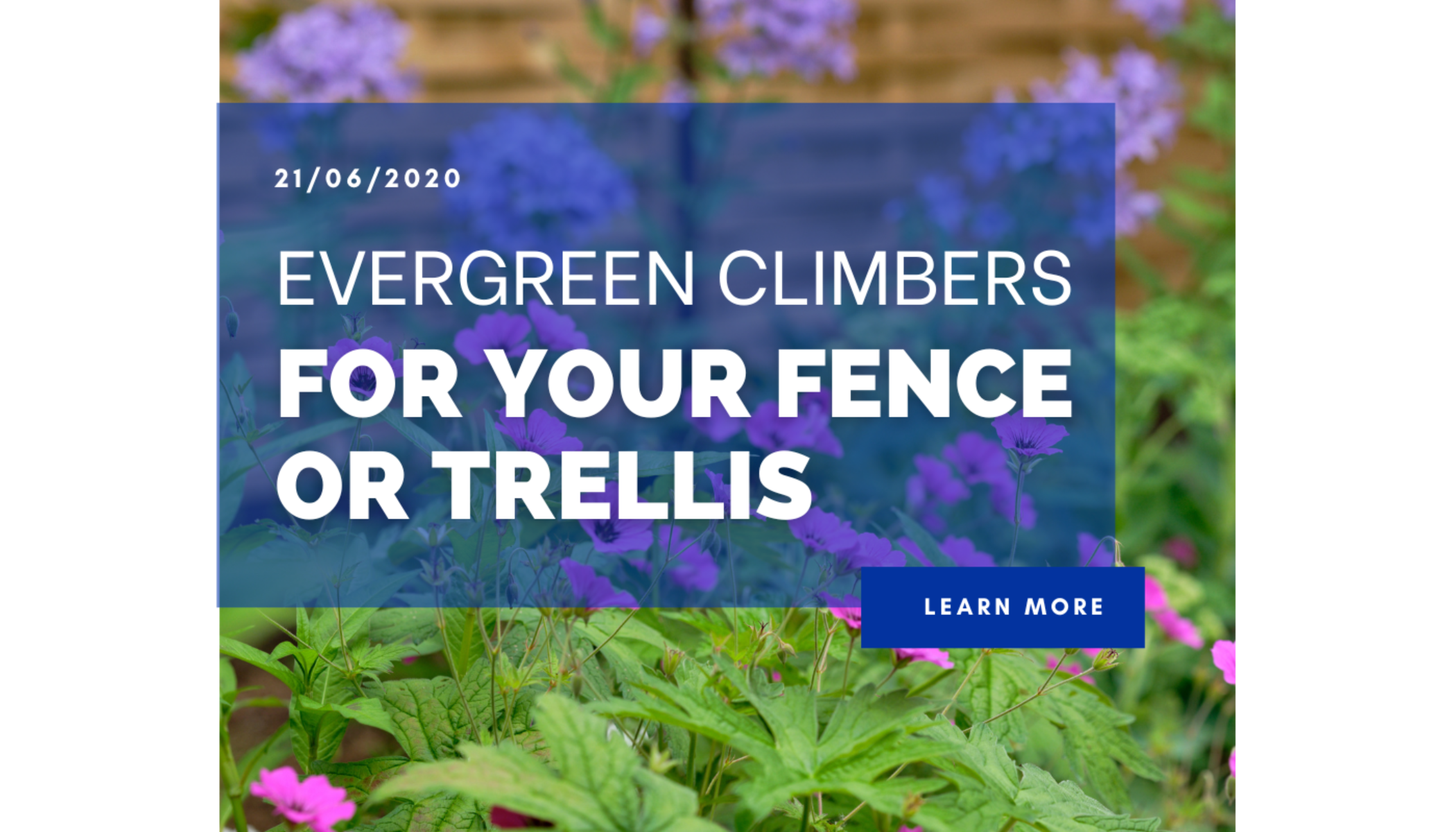 Evergreen Climbers For Your Fence or Trellis FSF Fencing Supplies