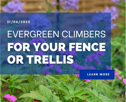 Evergreen Climbers For Your Fence or Trellis