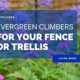 Evergreen Climbers For Your Fence or Trellis