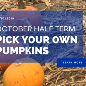 October Half Term – Pick Your Own Pumpkins