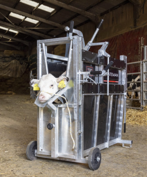 Premium Calf Dehorning Crate