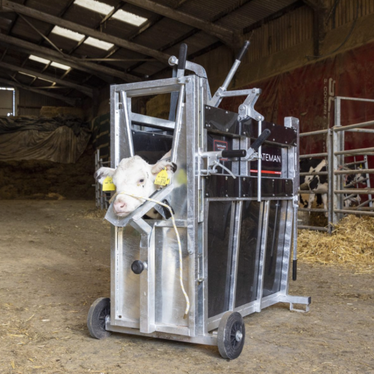 Premium Calf Dehorning Crate