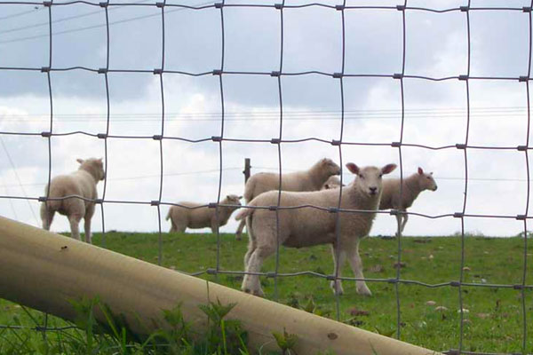 Agricultural Netting in Kent