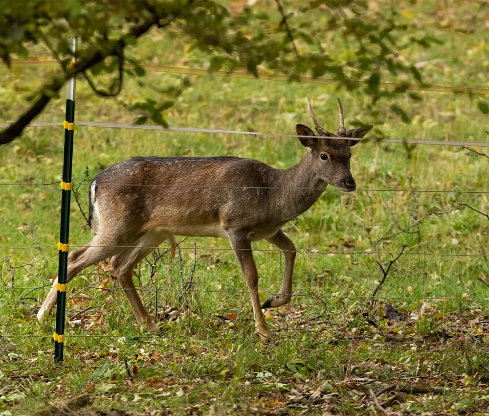 Electric Fencing in Kent